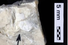 Foto (Detailansicht) von Culmenformosa glaessneri (Robins et al., 2013) (NHMW-GEO-1990-0041-0489a)